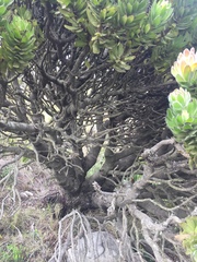 Mimetes fimbriifolius