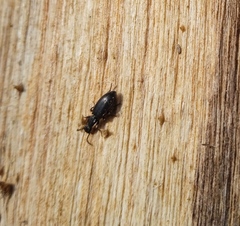 Tenebrionidae