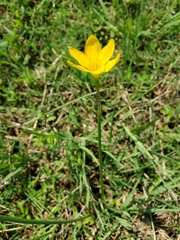 Zephyranthes pulchella
