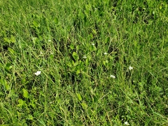 Echinodorus cordifolius