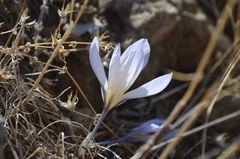 Crocus cancellatus