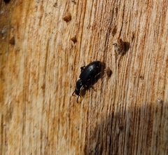 Tenebrionidae