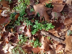 Veronica hederifolia