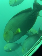Acanthurus xanthopterus