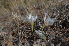 Crocus cancellatus