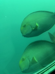 Acanthurus xanthopterus