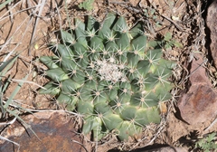 Mammillaria meiacantha