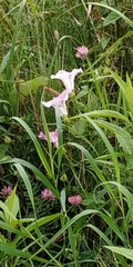 Calystegia sepium spectabilis
