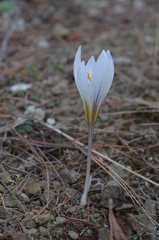 Crocus cancellatus