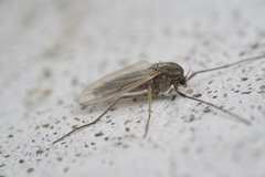 Chironomidae