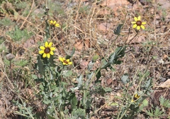 Berlandiera lyrata