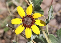 Berlandiera lyrata