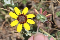 Berlandiera lyrata