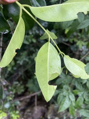 Olea capensis macrocarpa