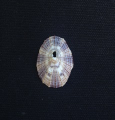 Diodora cayenensis