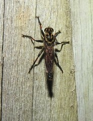Asilidae