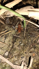 Leptodactylus fragilis