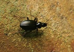 Limodromus