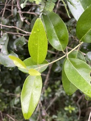 Olea capensis macrocarpa