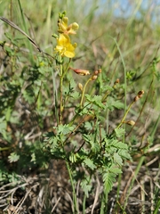 Hoffmannseggia drummondii