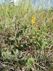 Hoffmannseggia drummondii