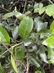 Olea capensis macrocarpa
