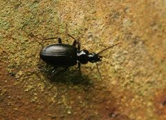 Limodromus