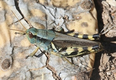 Melanoplus eumera