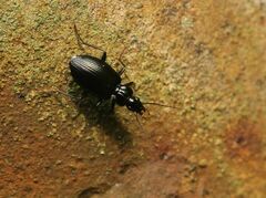 Limodromus