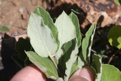 Mandevilla macrosiphon