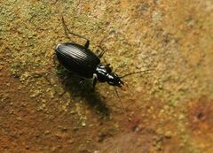 Limodromus