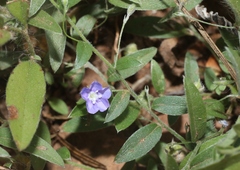 Evolvulus alsinoides