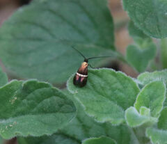 Adela paludicolella