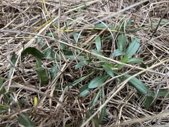 Penstemon cobaea