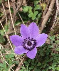 Anemone coronaria