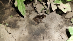 Lithobates brownorum