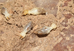 Gnathamitermes