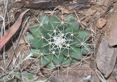 Mammillaria meiacantha