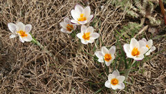 Crocus sieberi