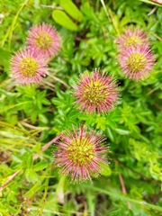 Acaena ovalifolia