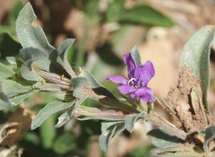 Dyschoriste schiedeana