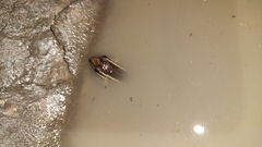 Lithobates brownorum