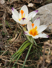 Crocus sieberi