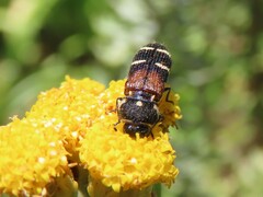 Acmaeodera trifasciata