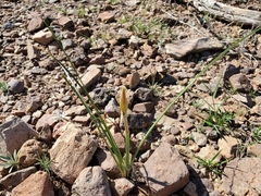 Zephyranthes longifolia