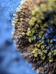 Leproplaca cirrochroa