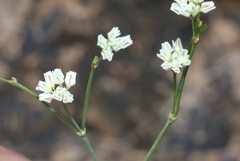 Eriogonum tenellum