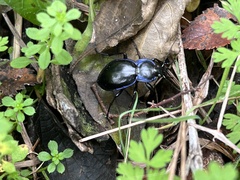 Carabus finitimus