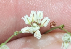 Eriogonum tenellum