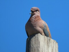 Streptopelia senegalensis senegalensis